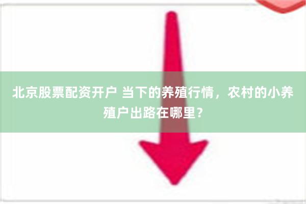 北京股票配资开户 当下的养殖行情，农村的小养殖户出路在哪里？