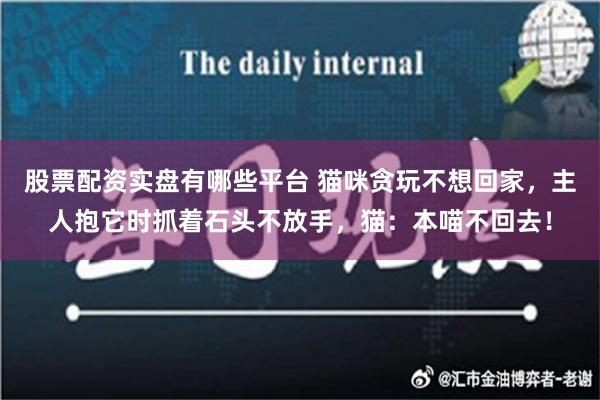 股票配资实盘有哪些平台 猫咪贪玩不想回家，主人抱它时抓着石头不放手，猫：本喵不回去！